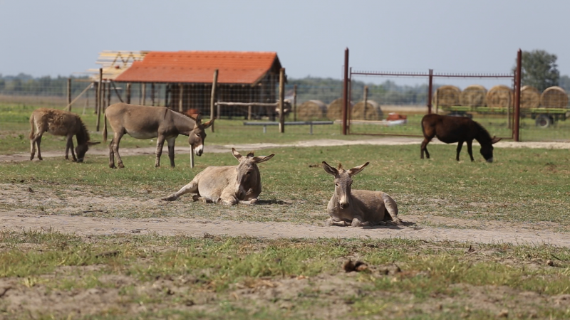 Élményfarm