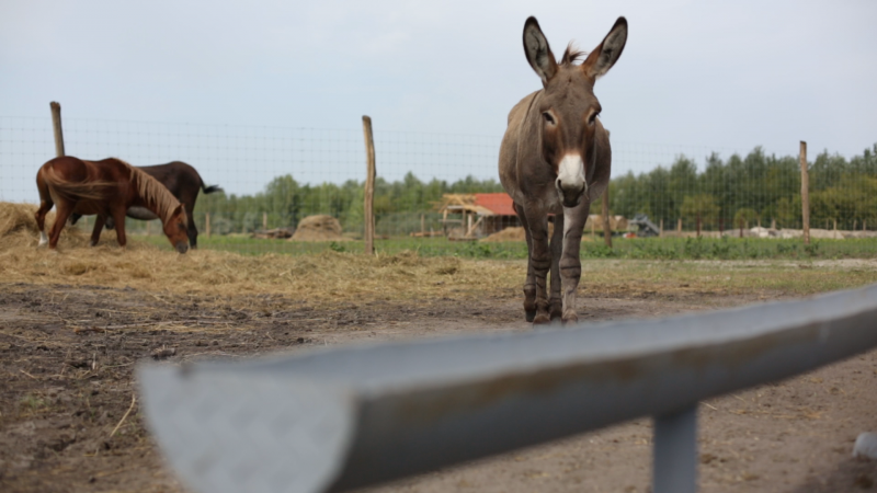 Élményfarm